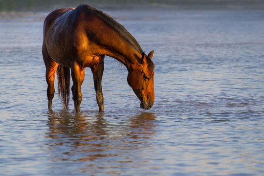 Bay horse drink water on river at sunrise