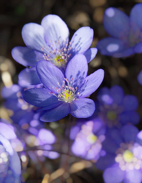 Closeup of spring flowring Blue Hepatica