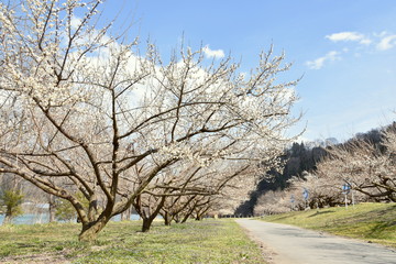 信州新町　ろうかく梅園