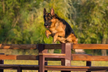 German shepherd dog jump and training