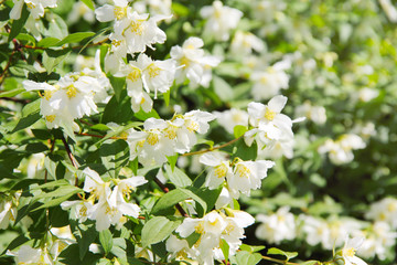 Jasmine flowers in bloom