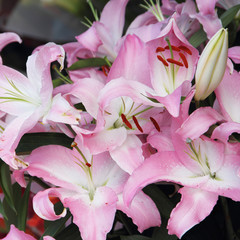 Pink lily flower bouquet