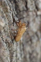 molt