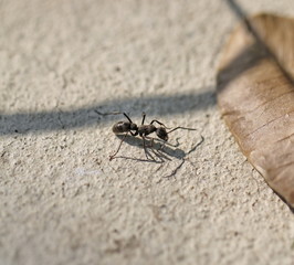 black ant