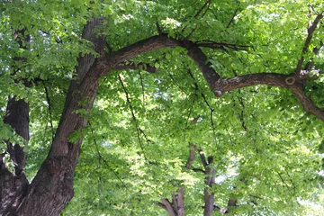 Tableaux ronds sur plexiglas Arbres Old linden tree
