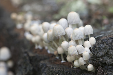 Mushrooms (Coprinus disseminatus) on a stump