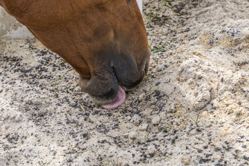 Fototapeta premium head of horses licking sand and minerals