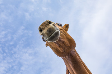head and neck of horse under blue sky