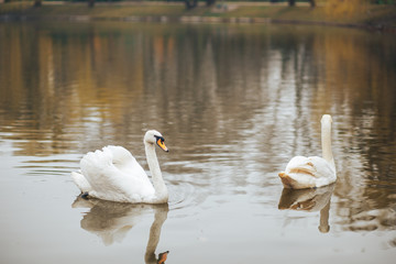 A pair of beautiful white swans floating in the lake