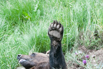 Bärentatze ausgestreckt Braunbär in Rückenlage mit Vorderlauf  macht Pause