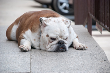 Bulldogge liegend