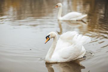 A pair of beautiful white swans floating in the lake