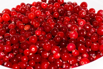 red ripe cranberries.view background