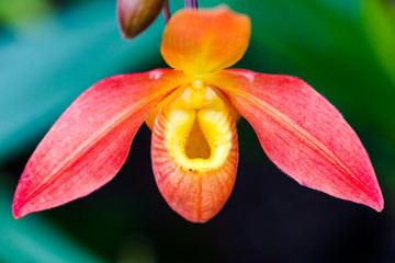 Pink orchid with yellow edge, Paphiopedilum, on green blurred background