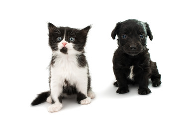 Little kitten and puppy isolated