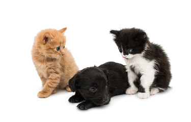 Obraz premium Little kitten and puppy isolated
