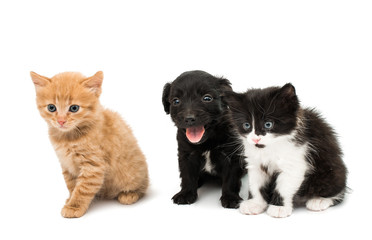 Little kitten and puppy isolated