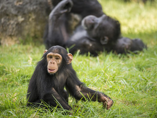 Chimpanz&eacute; juv&eacute;nile