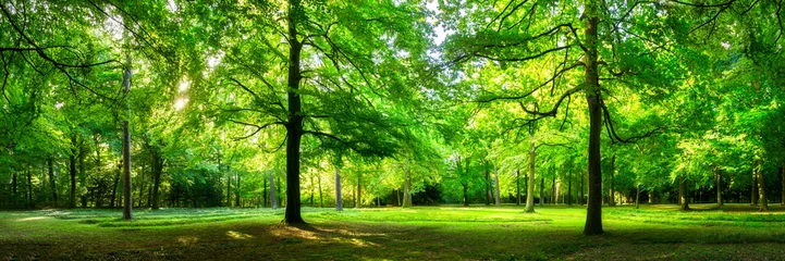 Poster Groen boslandschap als panorama in de zomer © eyetronic
