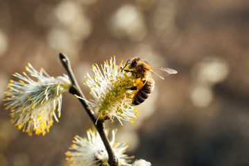 The bee collects pollen on the flowering tree. Bee on catkins. Yellow pollen on twigs and on bee. © Szymon Kaczmarczyk