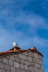 Seagull perched on an orange tiled roof in Dubrovnik