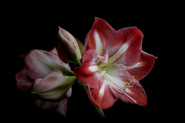 amaryllis