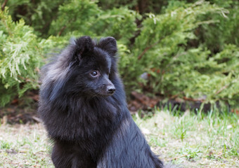 Naklejka na ściany i meble Portrait of beautiful black German spitz-dog