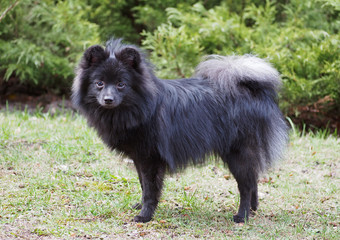 Portrait of breed German spitz-dog