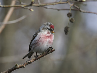 Common redpoll (Acanthis flammea)