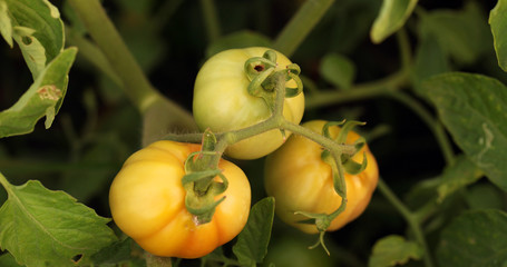 bitter tomatoes - detail