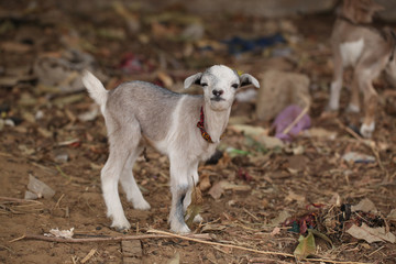 Obraz premium funny baby goat