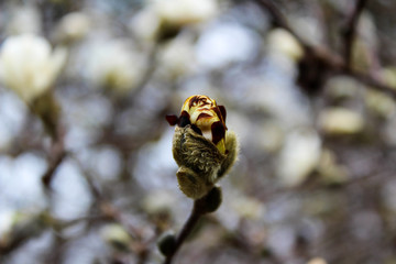 Flower bud