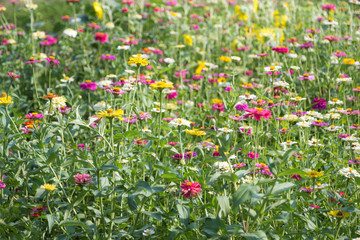 Colorful flowers in the garden
