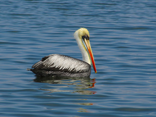 Pelican on the water
