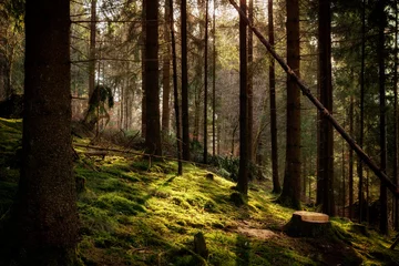 Foto auf Alu-Dibond Magical morning sunlight in a forest in Baden-Wuerttemberg, Germany. © Gaschwald