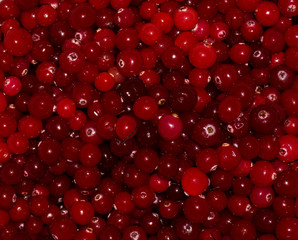 red ripe cranberries.view background