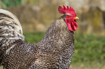 piebald cock at the village yard. nice piebald cock at the village yard