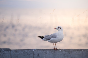 Obraz premium A seagull is standing on the wall and sea background