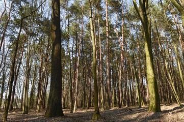 Las  © RegnumInvictum