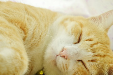 ginger cat face portrait sleeping in home