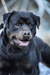 Obraz premium Noble Rottweiler