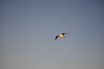 A Silver Gull in Flight over Aspendale Beach, Melbourne, Australia