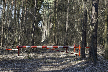 Leśna droga w słoneczny dzień © RegnumInvictum