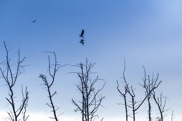 autumn trees and dead branch