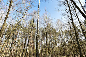 Las  © RegnumInvictum