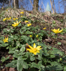 Fig buttercup, Ficaria verna, aka Ranuculus ficaria, Yellow spring flower