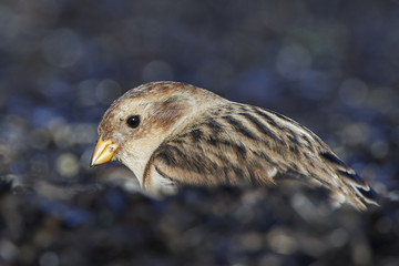 Snow bunting (Plectrophenax nivalis)