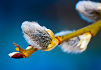 Pussy-willow in spring sunny day, close up