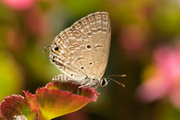 Little Wood Satyr butterfly