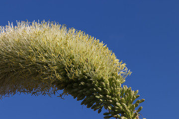 Fototapeta premium Agave auf Madeira, Makro